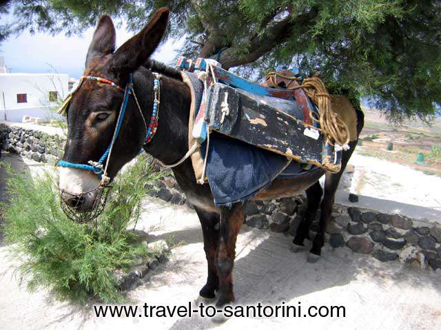 Donkeys and mules were the only the means of transportation in Santorini till about 1960. Still today for all the transportation of goods and materials with  